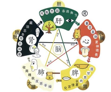 五臟對應五行|中醫知識 